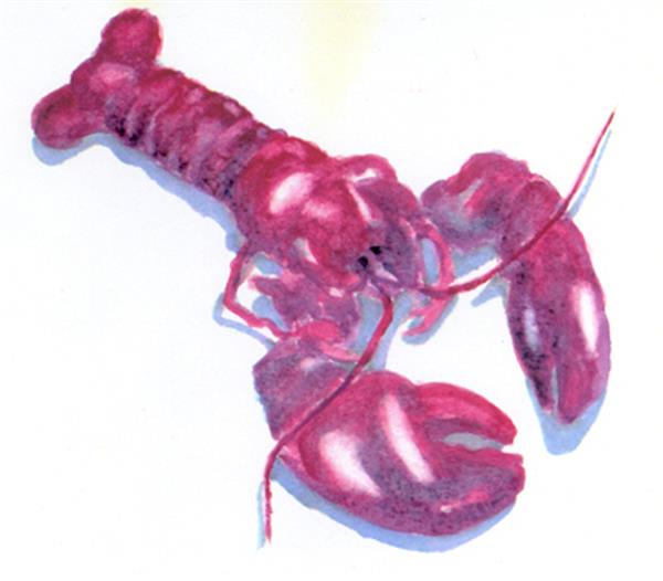 "Lobsta"-Matted Original, Prints, Notecards Available