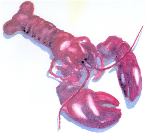 "Lobstah"- Original, Prints, Notes Available